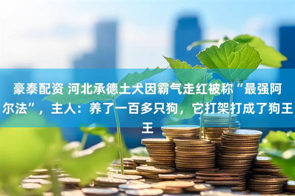 豪泰配资 河北承德土犬因霸气走红被称“最强阿尔法”，主人：养了一百多只狗，它打架打成了狗王